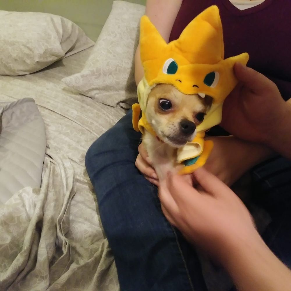 Hi im Charlie and this is Boo Boo!